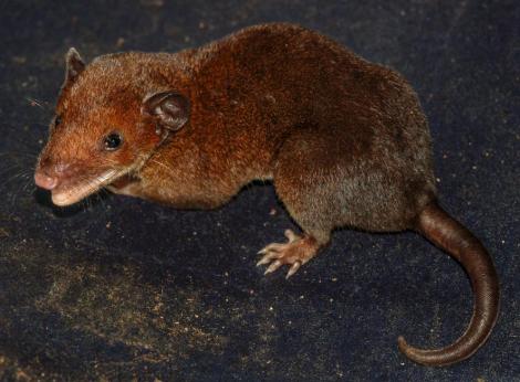 01-monodelphis-adapt-885-1