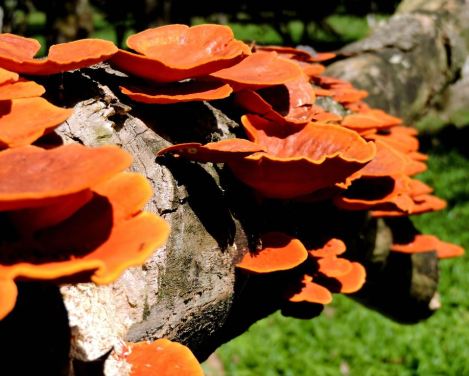 Orelha-de-pau-Polyporus-sanguineus-foto-Aline-Rezende
